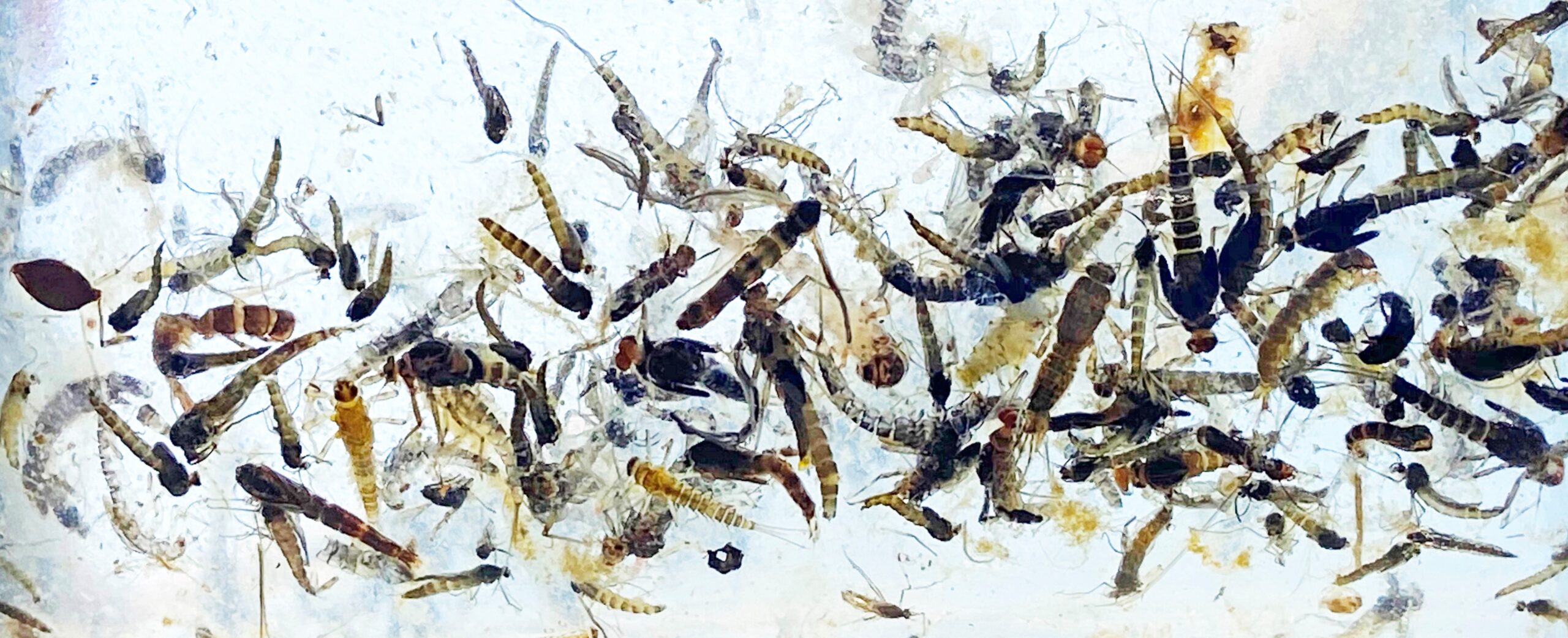 iPhone Fly Fishing Photography with Brian O’Keefe - Image 2