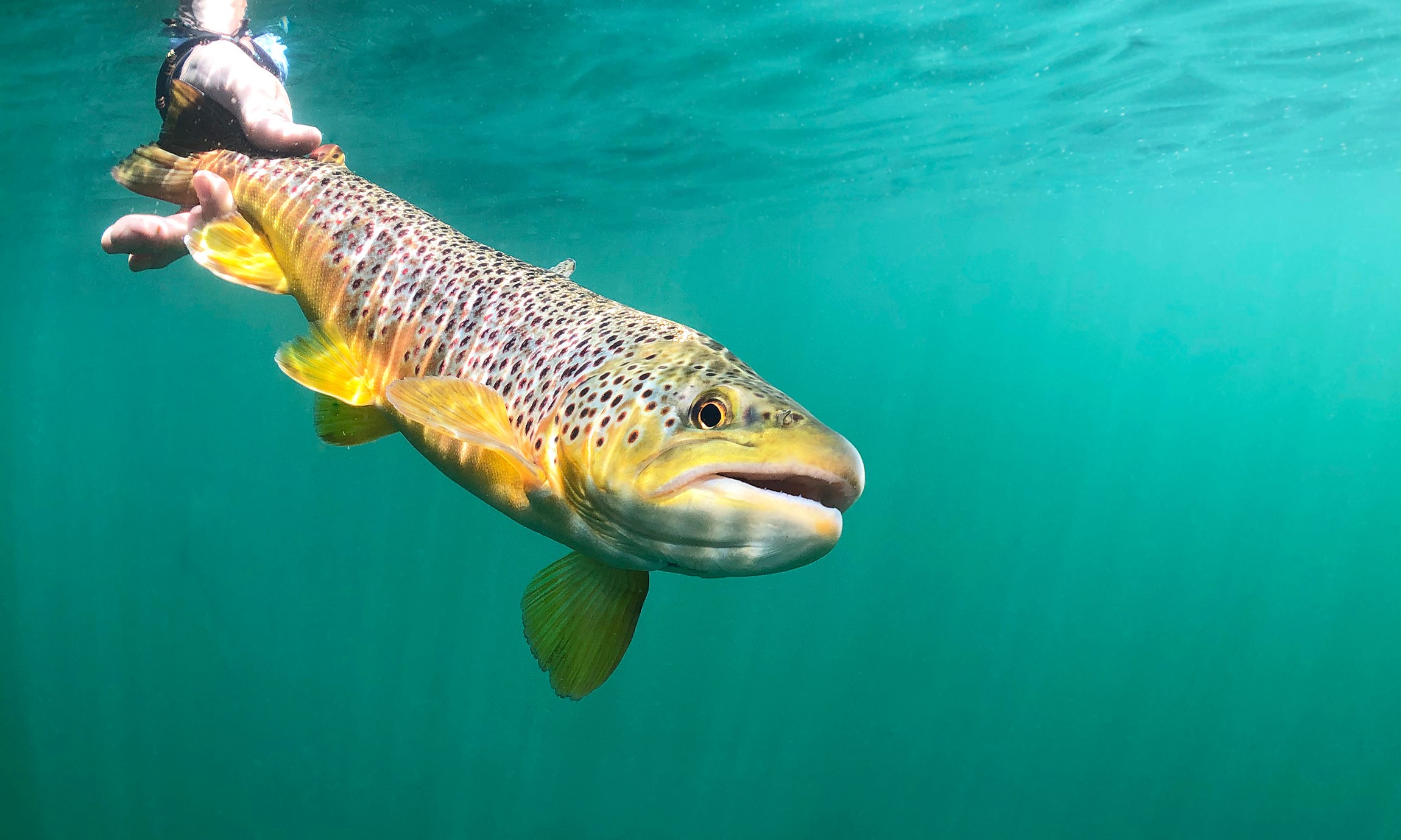 iPhone Fly Fishing Photography with Brian O’Keefe - Image 3