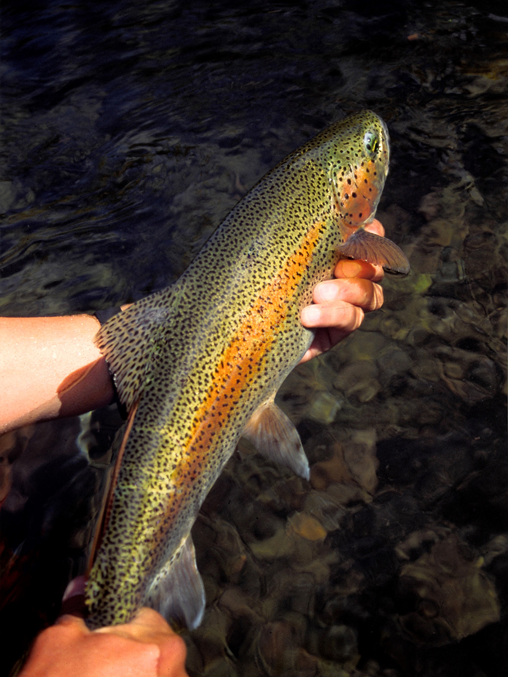 iPhone Fly Fishing Photography with Brian O’Keefe - Image 5