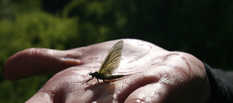 iPhone Fly Fishing Photography with Brian O’Keefe - Image 6